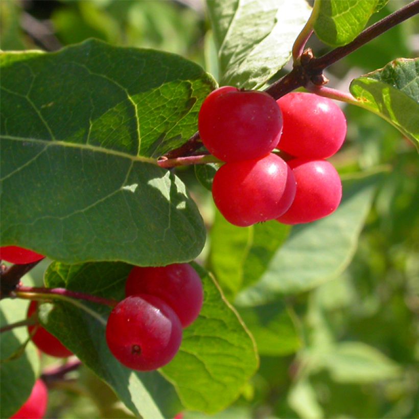 Lonicera tatarica Hack's Red - Tatarische Heckenkirsche (Harvest)