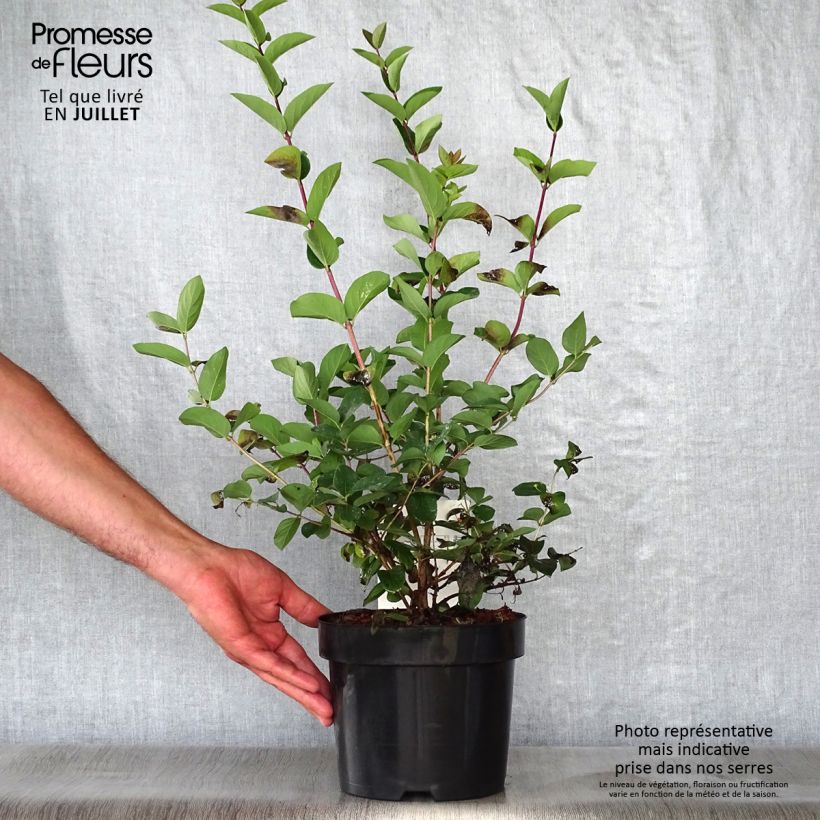 Exemplar von Lonicera tatarica Hack's Red - Tatarische Heckenkirsche Topf mit 3L/4L wie im Sommer geliefert