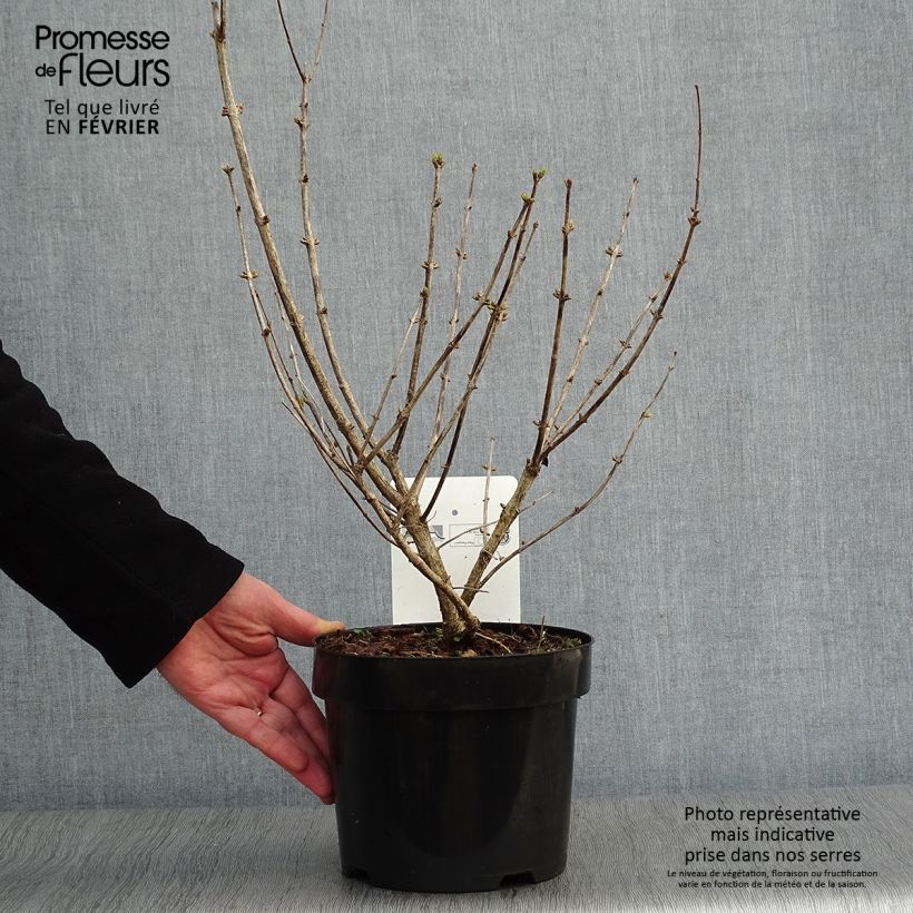 Exemplar von Lonicera tatarica Hack's Red - Tatarische Heckenkirsche Topf mit 3L/4L wie im Winter geliefert