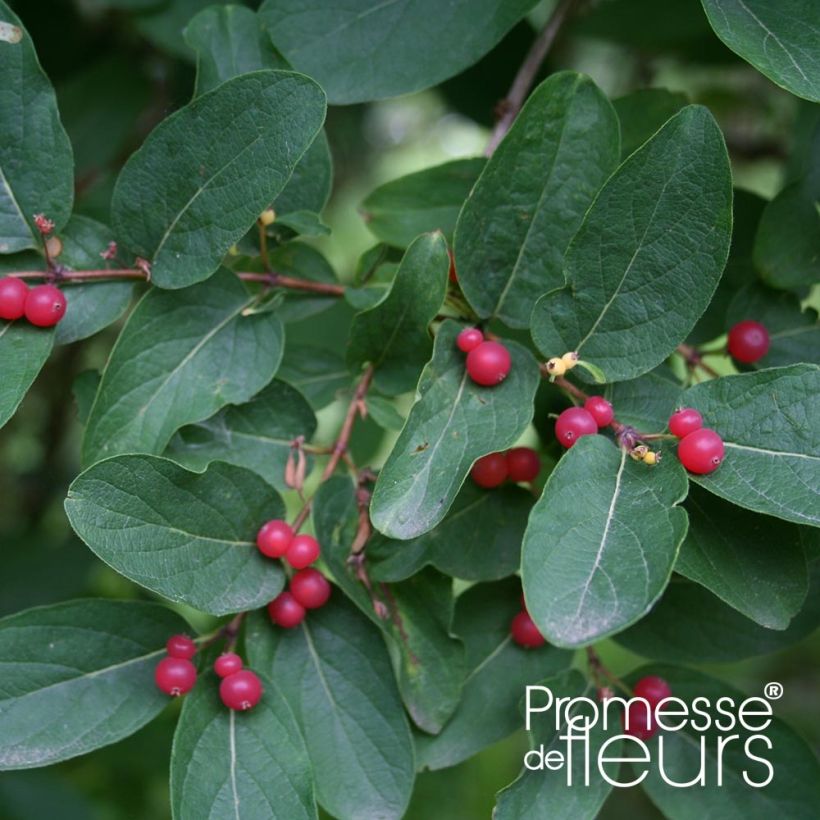 Lonicera tatarica Rosea - Tatarische Heckenkirsche (Foliage)