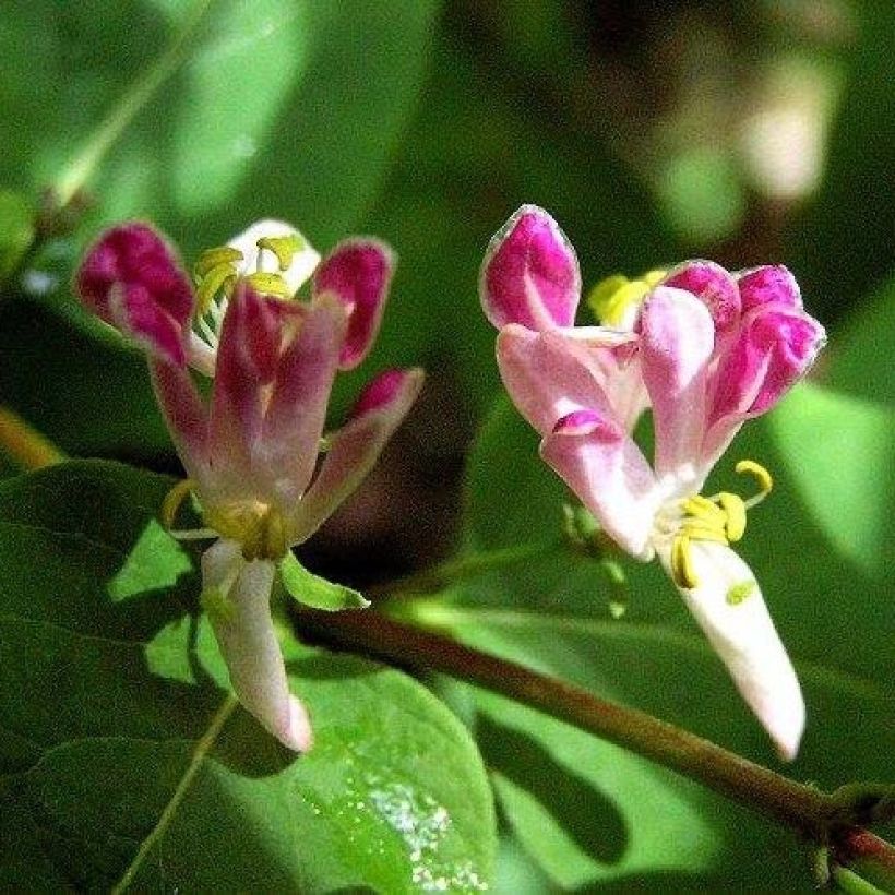 Lonicera tatarica Rosea - Tatarische Heckenkirsche (Flowering)