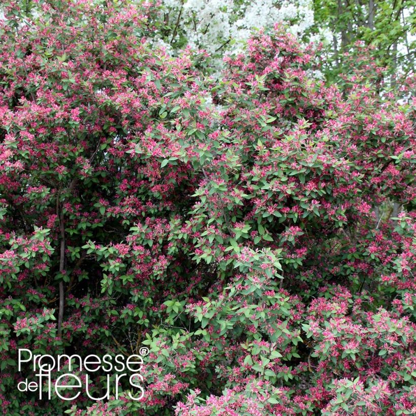 Lonicera tatarica Rosea - Tatarische Heckenkirsche (Plant habit)