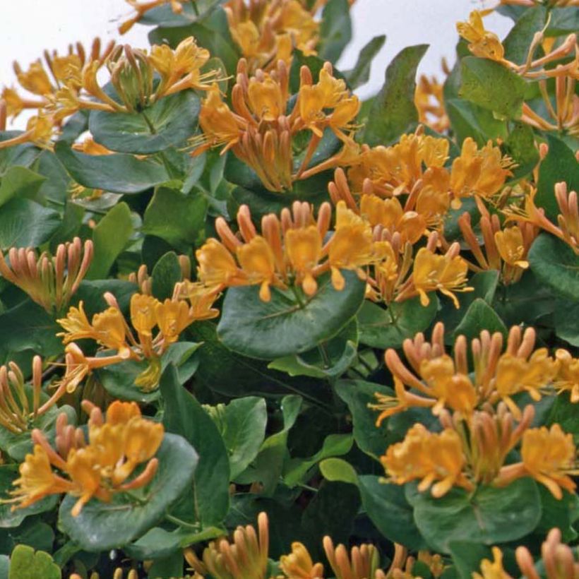 Lonicera tellmaniana - Gold-Geißblatt (Plant habit)