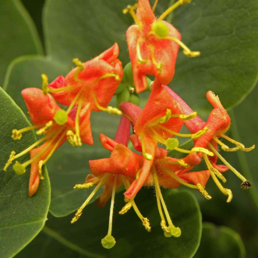 Lonicera heckrottii Firecracker - Feuer-Geißblatt (Flowering)