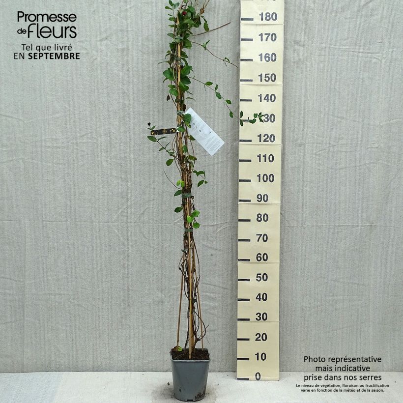 Example of Lonicera heckrottii - Feuer-Geißblatt Topf mit 3L/4L as you get in automne