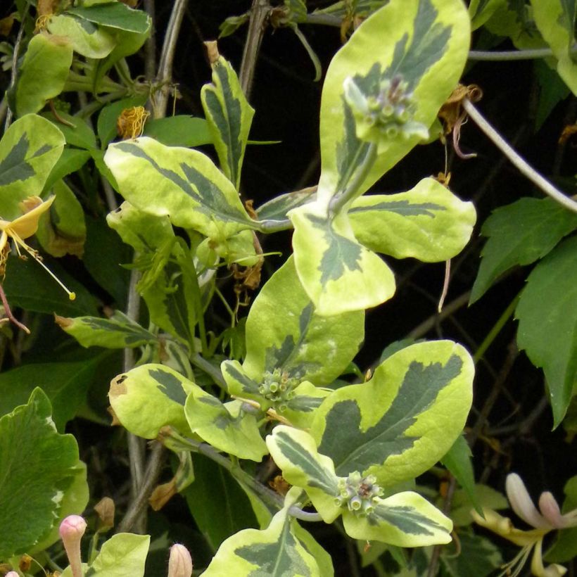 Lonicera Harlequin - Wald-Geißschlinge (Foliage)