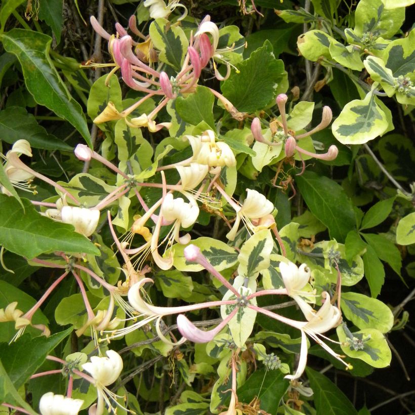 Lonicera Harlequin - Wald-Geißschlinge (Flowering)