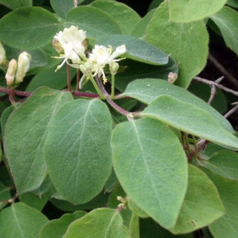 Lonicera xylosteum - Geißblatt (Foliage)