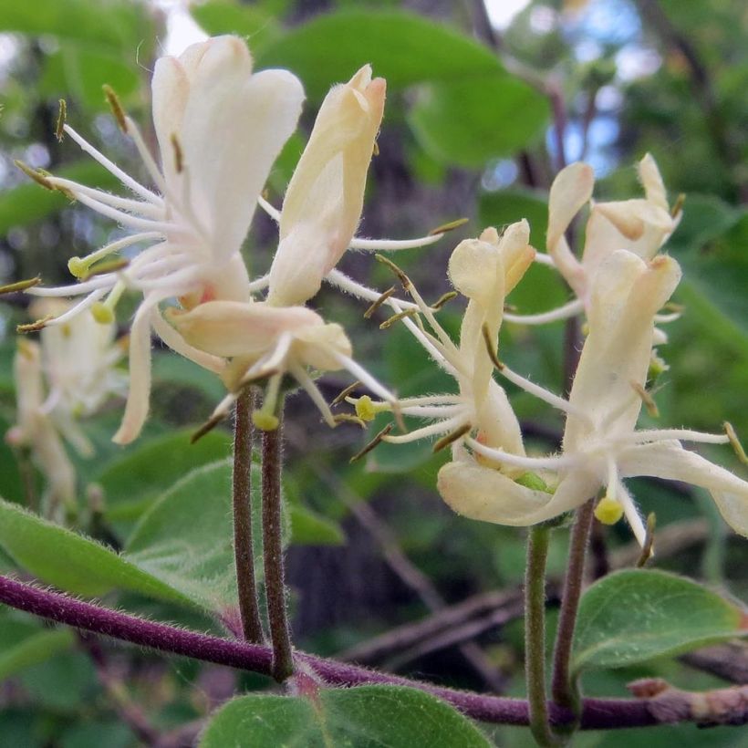 Lonicera xylosteum - Geißblatt (Flowering)