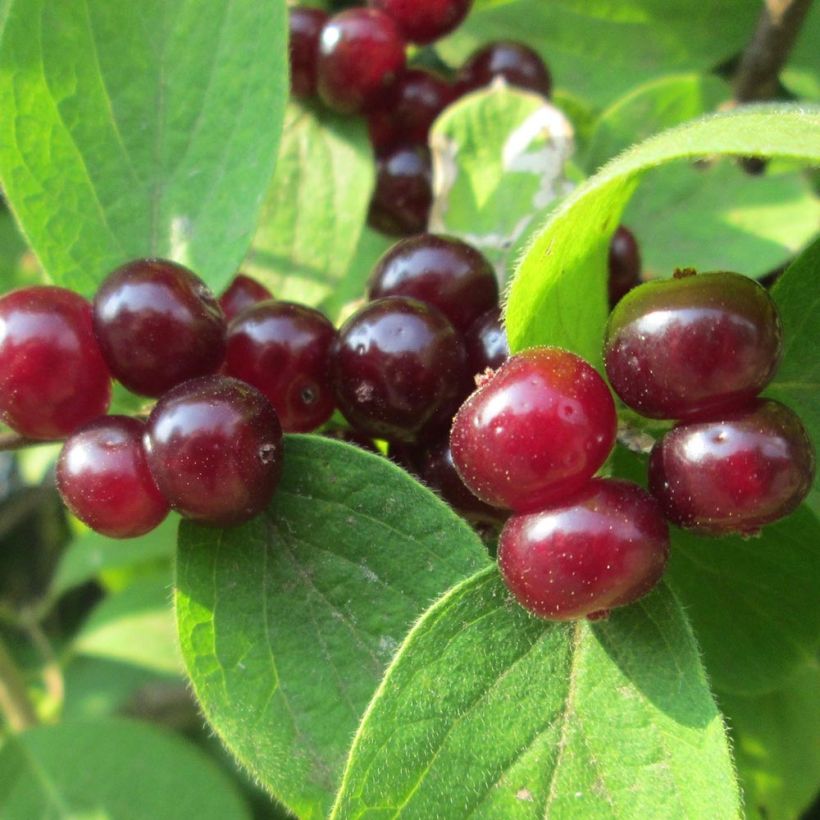Lonicera xylosteum - Geißblatt (Harvest)