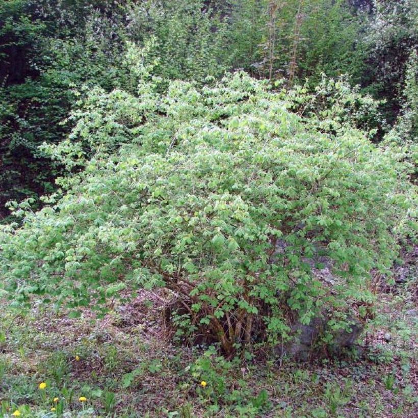 Lonicera xylosteum - Geißblatt (Plant habit)