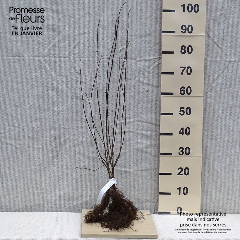 Example of Lonicera xylosteum - Geißblatt Wurzelnackt as you get in hiver