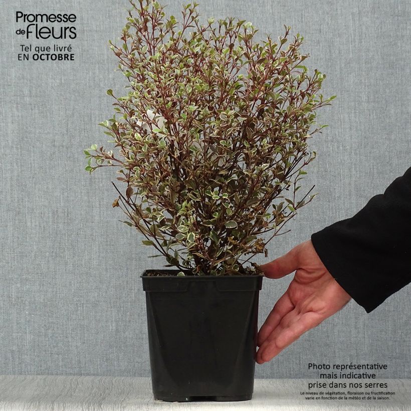 Example of Lophomyrtus Magic dragon Topf mit 2L/3L as you get in automne