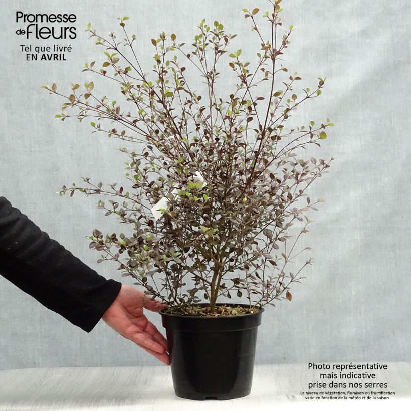 Exemplar von Lophomyrtus Red dragon Topf mit 4L/5L wie im Frühjahr geliefert