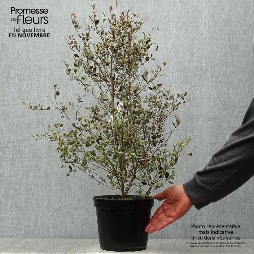 Example of Lophomyrtus Red dragon Topf mit 4L/5L as you get in automne
