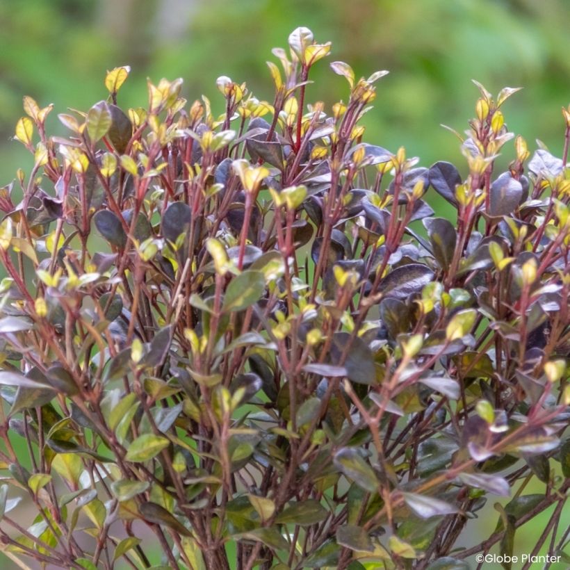 Lophomyrtus Black Stallion (Laub)