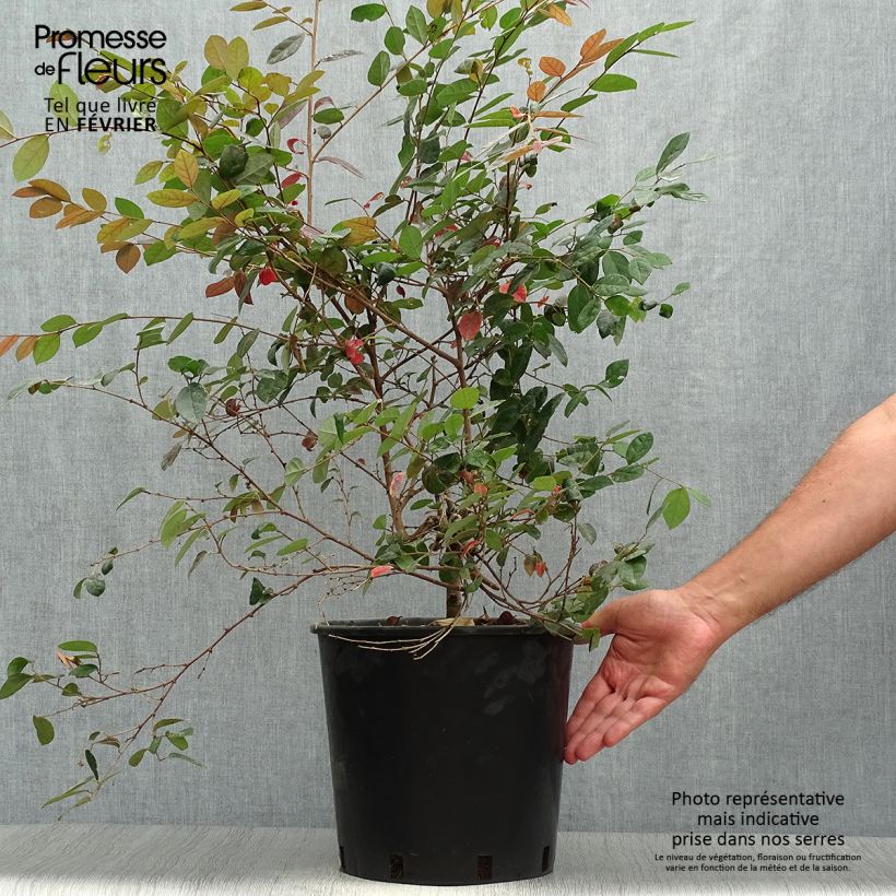 Example of Loropetalum chinense Fire dance - Riemenblüte Topf mit 7,5L/10L as you get in automne