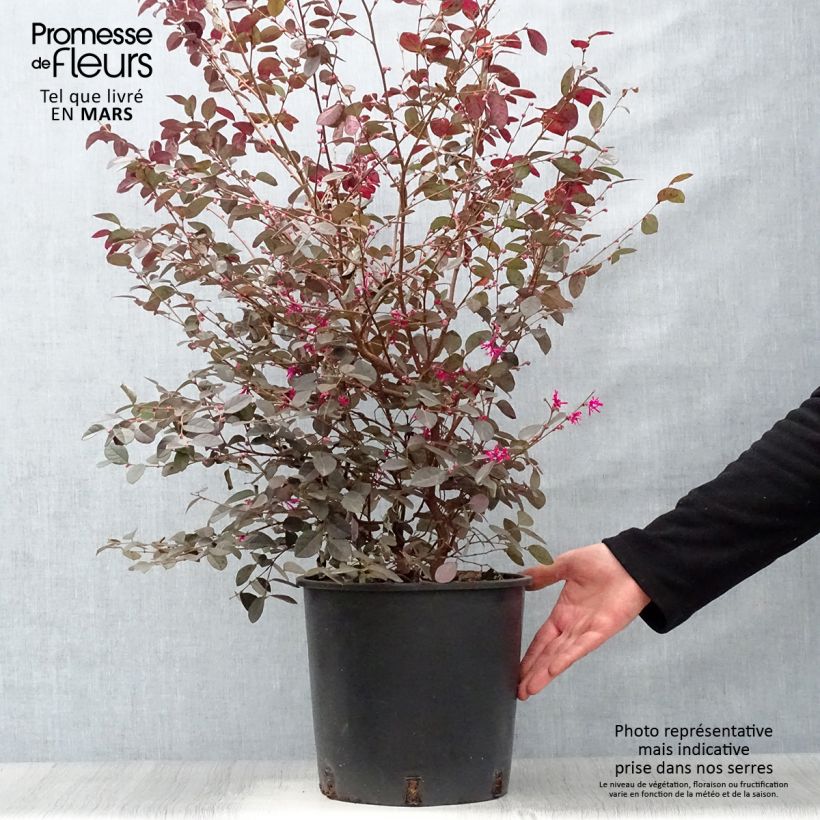 Exemplar von Loropetalum chinense Fire dance - Riemenblüte Topf mit 7,5L/10L wie im Frühjahr geliefert