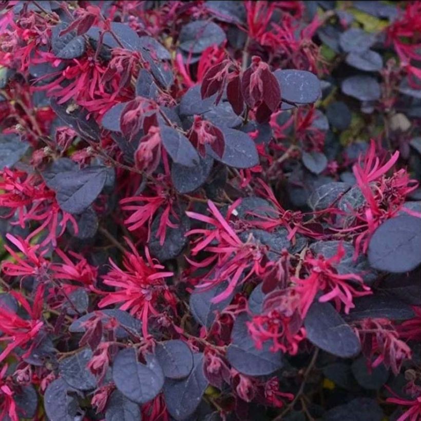 Loropetalum chinense Black Pearl - Riemenblüte (Flowering)
