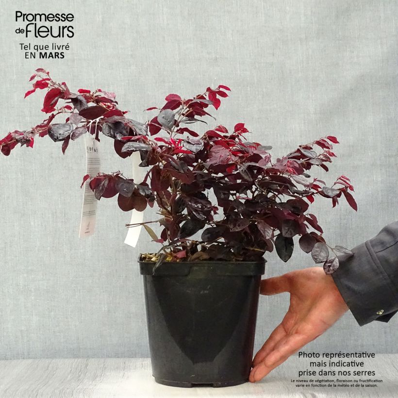 Exemplar von Loropetalum chinense Black Pearl - Riemenblüte Topf mit 1,5L/2L wie im Frühjahr geliefert