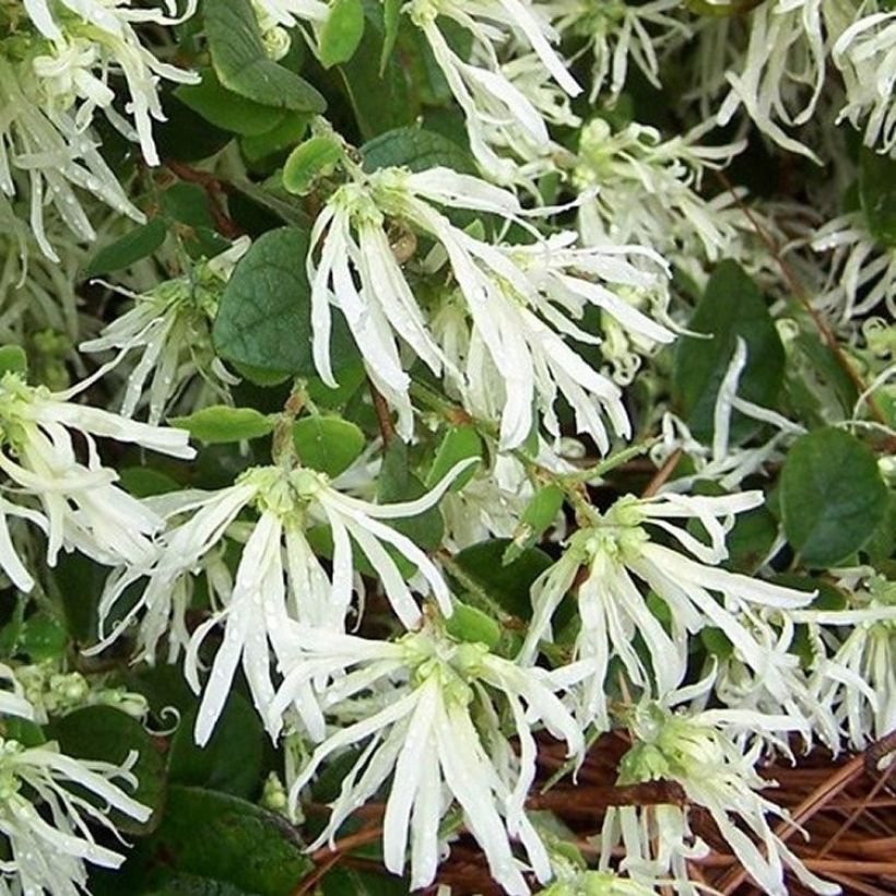 Loropetalum chinense Carolina Moonlight - Riemenblüte (Flowering)