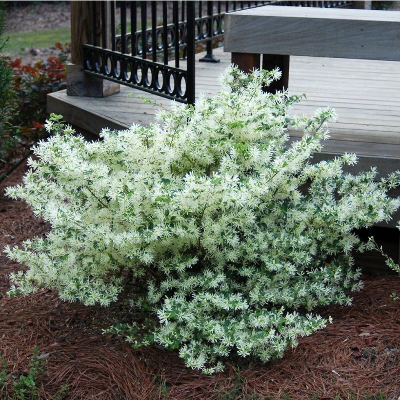Loropetalum chinense Carolina Moonlight - Riemenblüte (Plant habit)