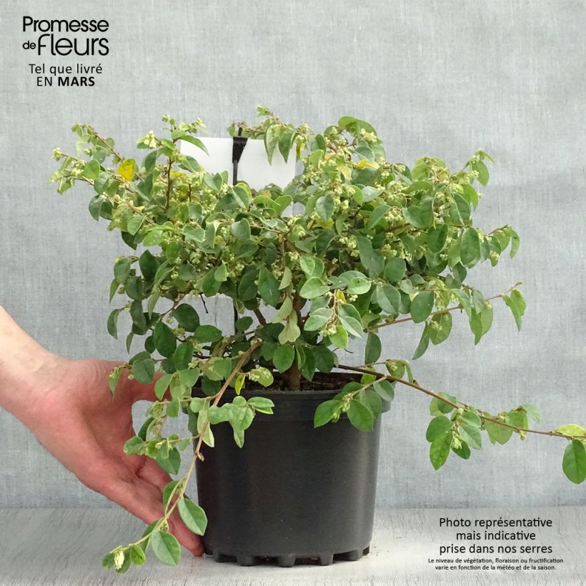Example of Loropetalum chinense Carolina Moonlight - Riemenblüte Topf mit 2L/3L as you get in printemps