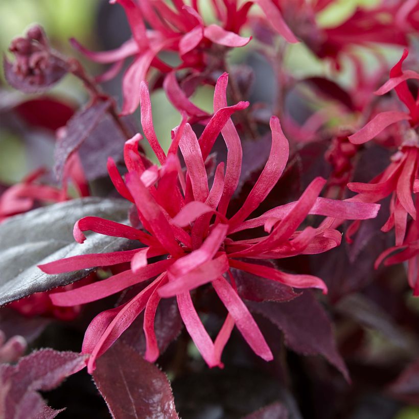 Loropetalum chinense Ever Red - Riemenblüte (Flowering)