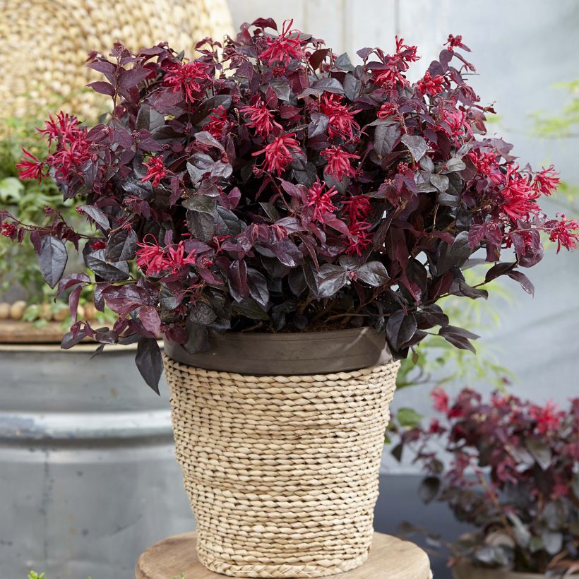 Loropetalum chinense Ever Red - Riemenblüte (Plant habit)