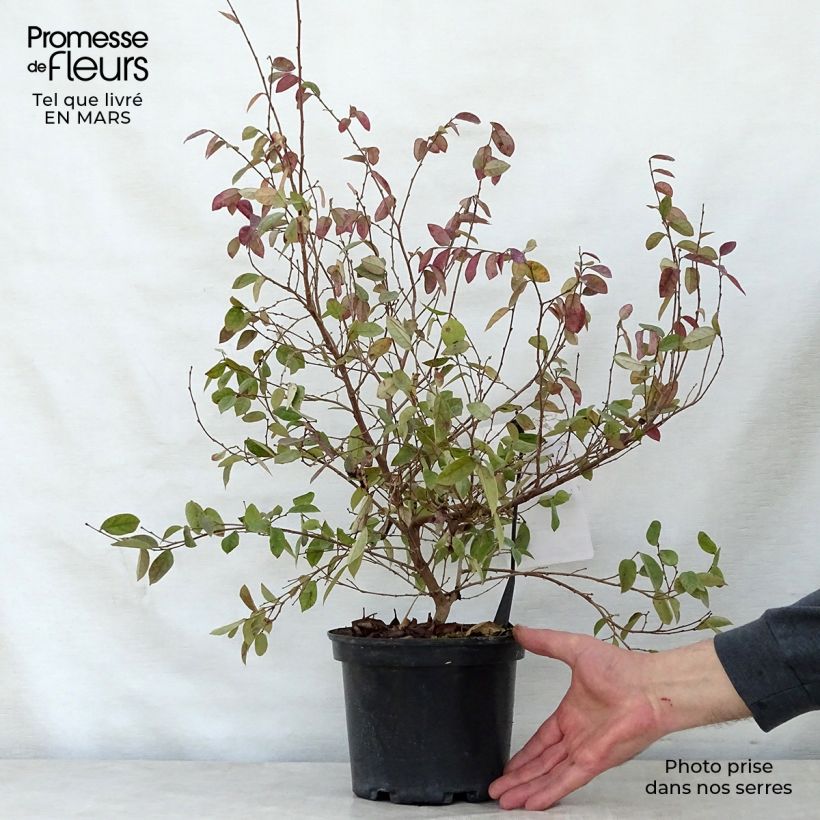 Exemplar von Loropetalum chinense Fire dance - Riemenblüte Topf mit 3L/4L wie im Frühjahr geliefert