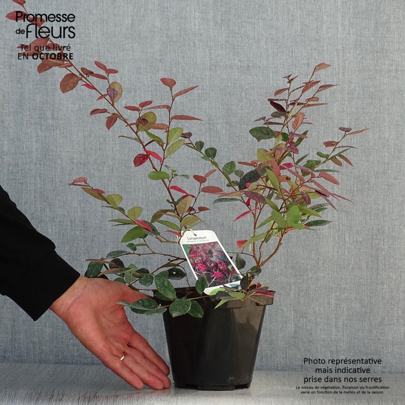 Example of Loropetalum chinense Fire dance - Riemenblüte Topf mit 3L/4L as you get in automne