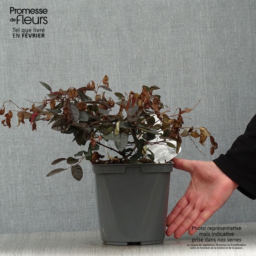 Exemplar von Loropetalum chinense Fire dance - Riemenblüte Topf mit 3L/4L wie im Winter geliefert
