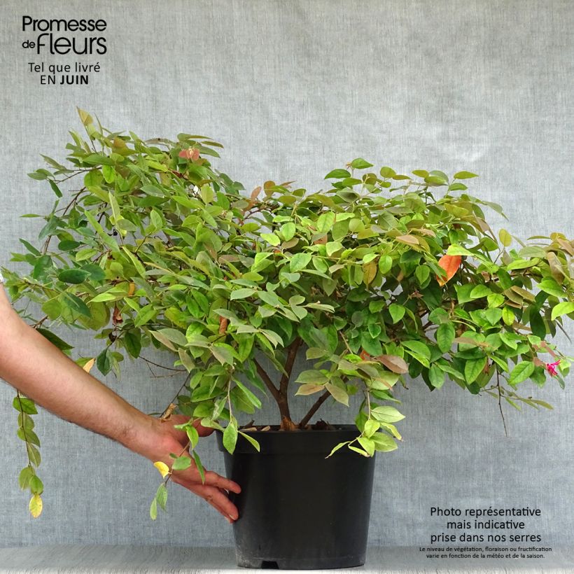 Example of Loropetalum chinense Ming Dynasty - Riemenblüte Topf mit 6L/7L as you get in ete