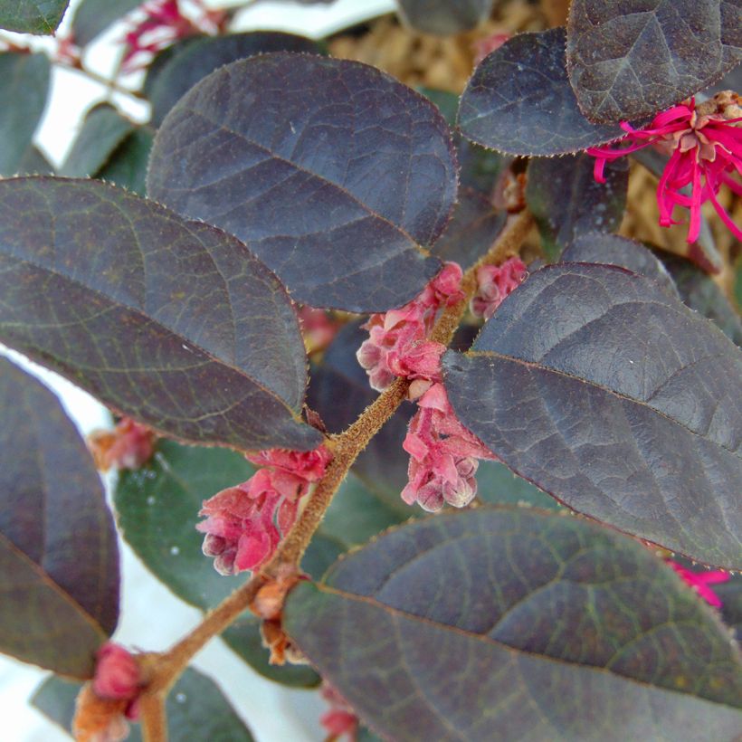 Loropetalum chinense Pipa's Red - Riemenblüte (Foliage)