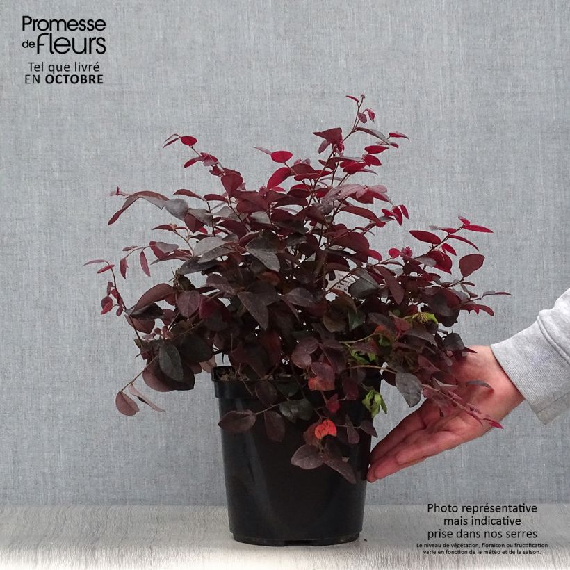 Example of Loropetalum chinense Pipa's Red - Riemenblüte Topf mit 2L/3L as you get in automne