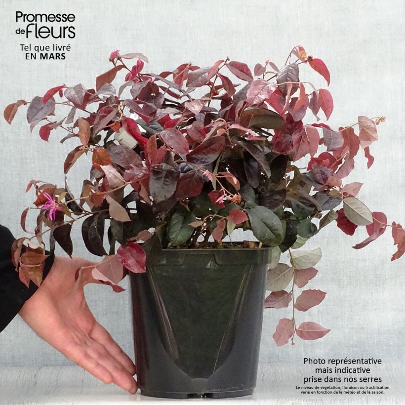 Exemplar von Loropetalum chinense Pipa's Red - Riemenblüte Topf mit 2L/3L wie im Frühjahr geliefert