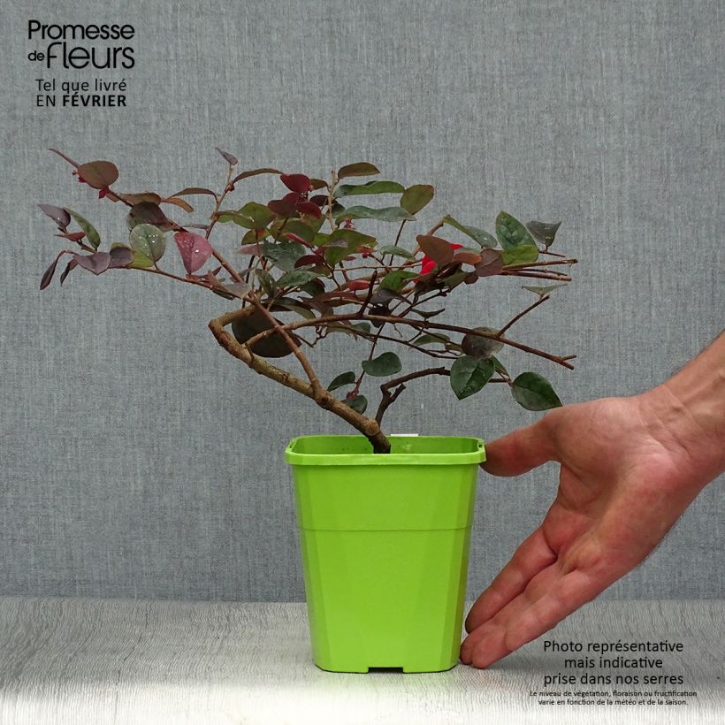 Example of Loropetalum chinense Plum Gorgeous - Riemenblüte Topf mit 2L/3L as you get in automne