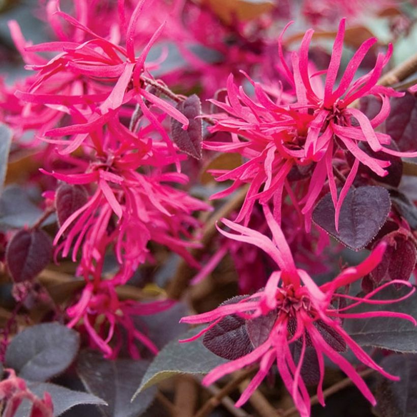 Loropetalum chinense Plum Gorgeous - Riemenblüte (Flowering)