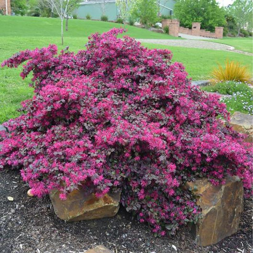 Loropetalum chinense Plum Gorgeous - Riemenblüte (Plant habit)
