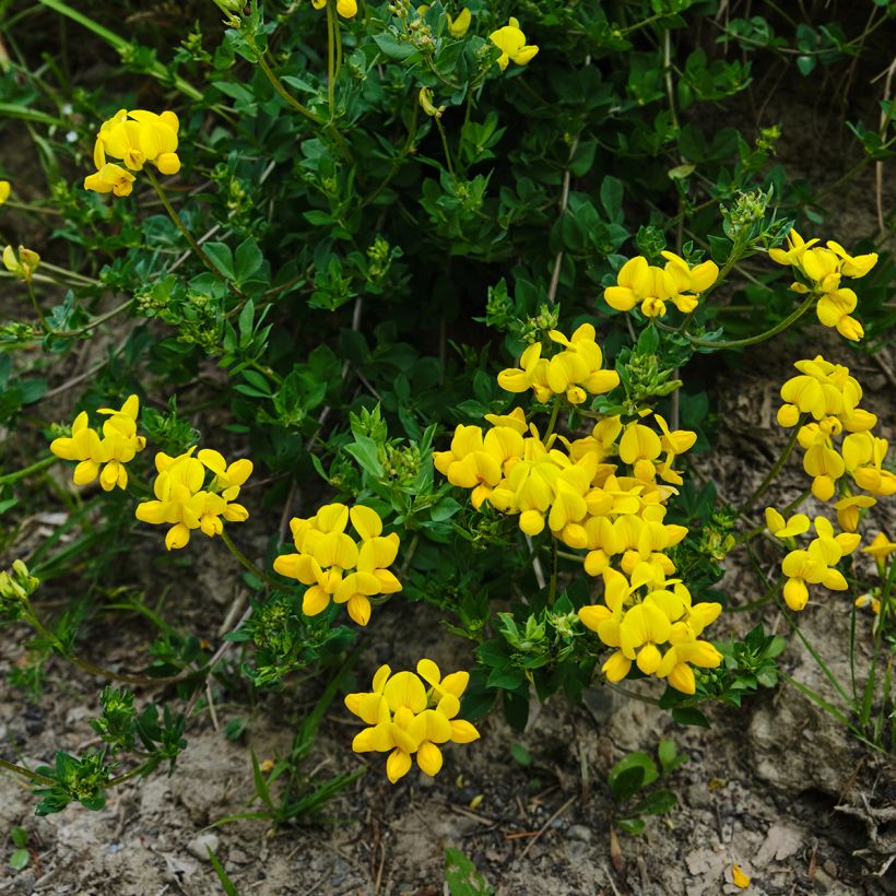 Lotus corniculatus - Lotier corniculé (Wuchs)