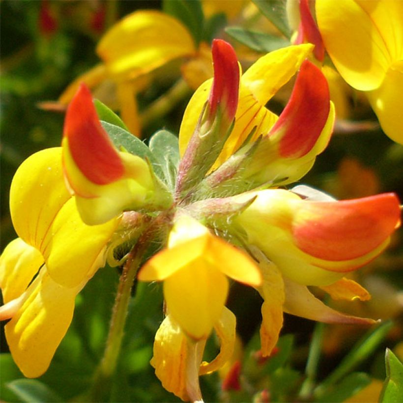 Lotus corniculatus Plenus - Gemeiner Hornklee (Flowering)