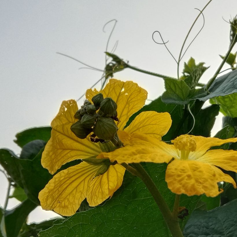Luffagurke - Luffa cylindrica (Flowering)