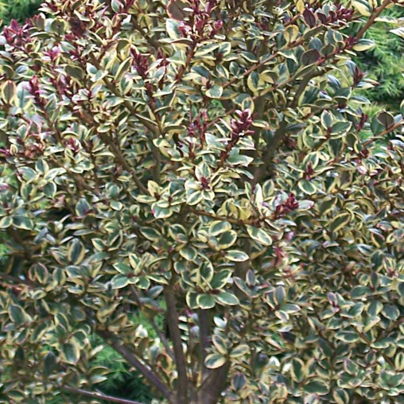 Luma apiculata Glanleam Gold - Chilenische Myrte (Foliage)