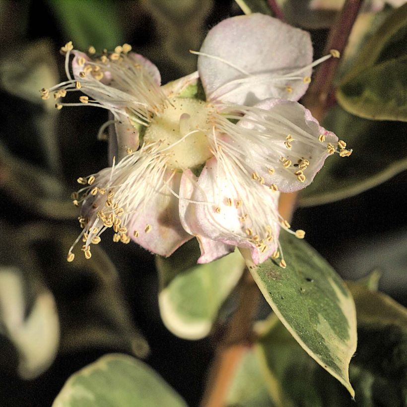 Luma apiculata Glanleam Gold - Chilenische Myrte (Flowering)