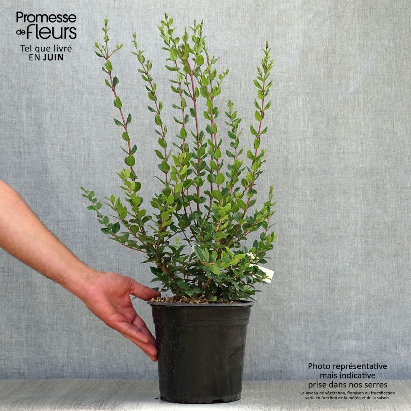 Example of Luma chequen - Chilenische Myrte Topf mit 4L/5L as you get in ete