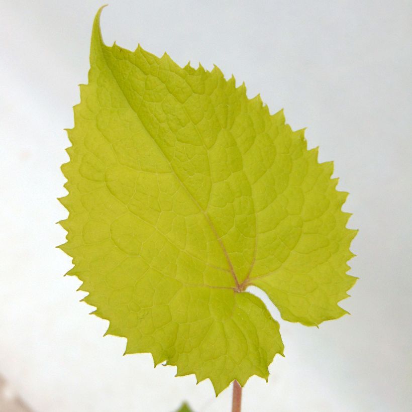 Ausdauerndes Silberblatt - Lunaria rediviva (Foliage)