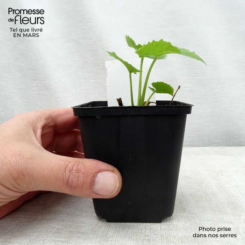 Exemplar von Ausdauerndes Silberblatt - Lunaria rediviva Kleine Töpfe von 8/9 cm wie im Frühjahr geliefert