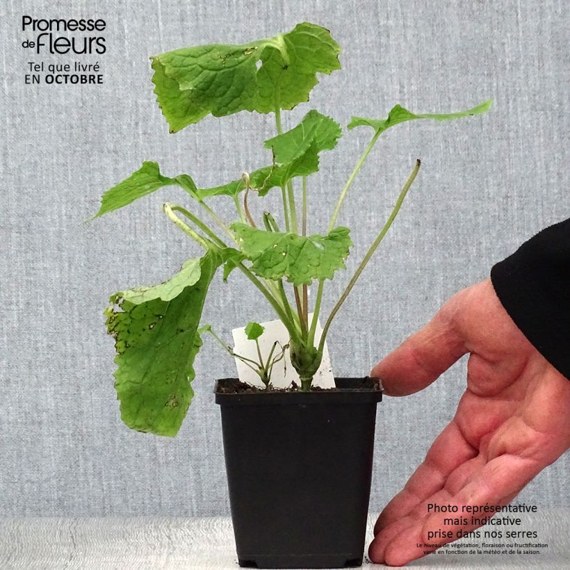 Example of Ausdauerndes Silberblatt - Lunaria rediviva Kleine Töpfe von 8/9 cm as you get in automne
