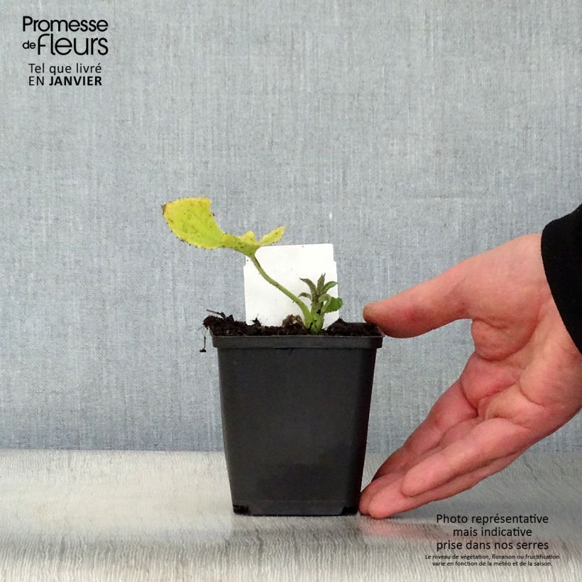 Exemplar von Ausdauerndes Silberblatt - Lunaria rediviva Kleine Töpfe von 8/9 cm wie im Winter geliefert