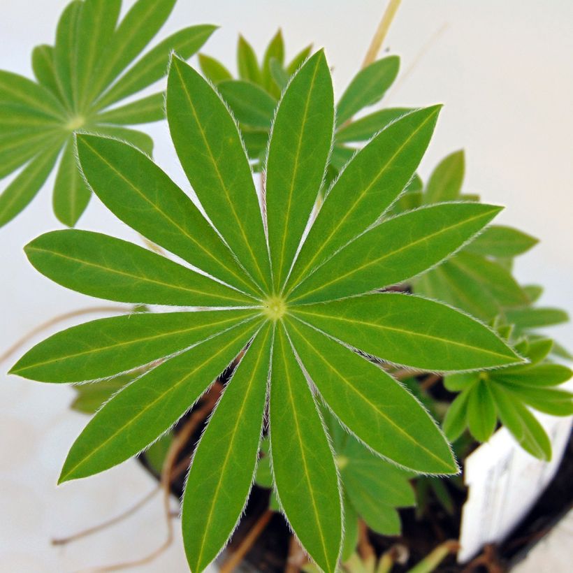Staudenlupine Gallery Blue (Foliage)